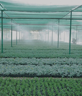 قطاع الزارعة