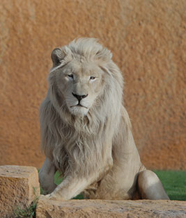 قطاع الحياة البرية